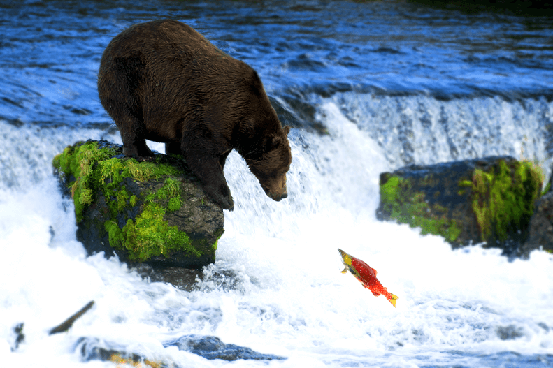 Bear fishing